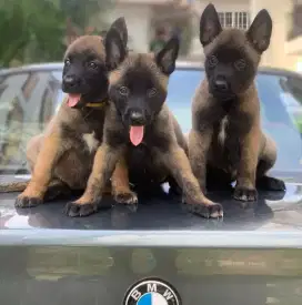 JUAL ANJING BELGIAN MALINOIS