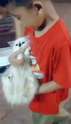 Himalaya betina 3bukan super gembul
