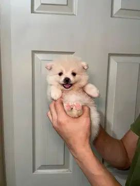 Super minipom betina
