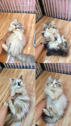 4 ekor persian super