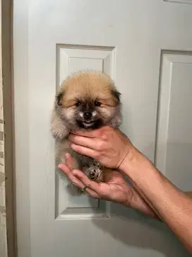 Super minipom jantan