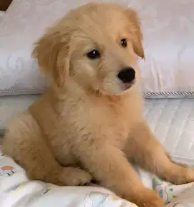 JUAL ANJING GOLDEN RETRIEVER