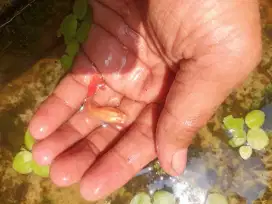 Guppy AFR siap brojollll..