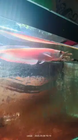 Ikan Arwana albino