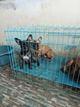 Dijual French bulldog jantan n betina
