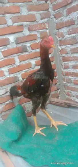Ayam bangkok pakoy