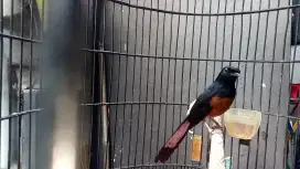 Burung murai medan