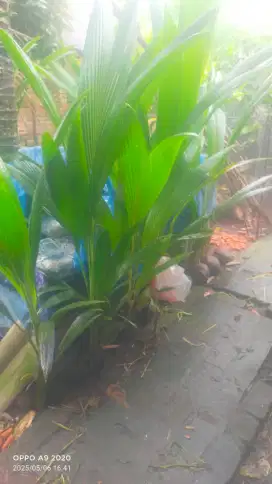 Bibit kelapa hibrida
