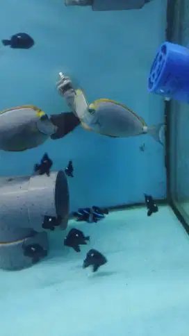 Dicari Wanita Admin dan Marketing Toko Ikan Hias Air Laut Duren Sawit