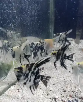 Ikan manfish zebra platinum