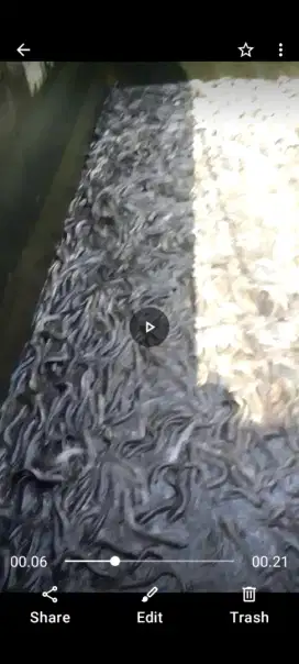 Jual ikan lele konsumsi