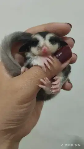 Sugarglider Mozaik