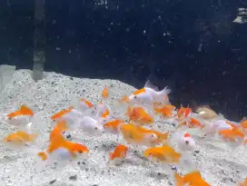 Ikan maskoki oranda