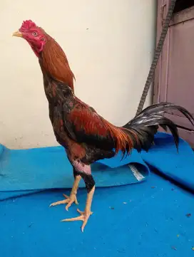 Ayam Mangon Bangkok ukuran 4,5 full sak mek