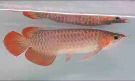 Arwana super red