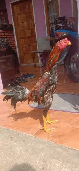 Ayam aseel performa x Rajastan win 1 x usia 5bln jalan Joss Vidio ok