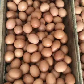 COD telur ayam coklat murah grade A Premium jakarta Utara