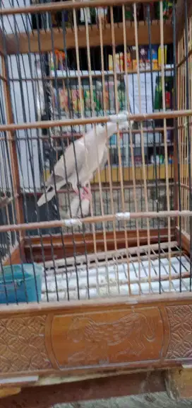 Puter pelung jantan fulset