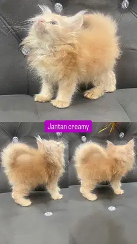 Kitten jantan cream bogel