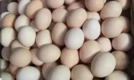 Telur Ayam Kampung