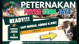 Redy-stock sapi-jantan buat kurban harga bervariasi lokasi ciwidey