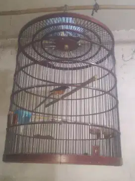 Burung murai batu
