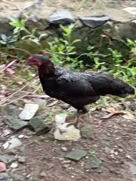 Ayam kampung biang big produksi