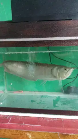 Ikan arwana silver