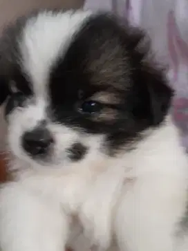 Anjing Ras Campuran (shihtzu, Pom, Corgi)