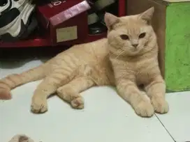 British shorthair cream jantan