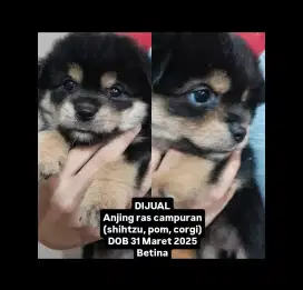 Anjing Ras Campuran (Shihtzu, Pom, Corgi)