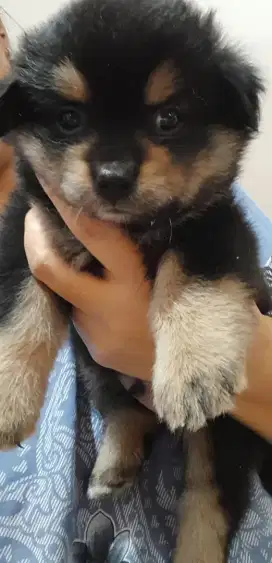 Anjing ras campuran (shihtzu, pom, corgi)