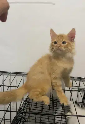 Kitten Persia x Maine Coon Oren Karakter Manja
