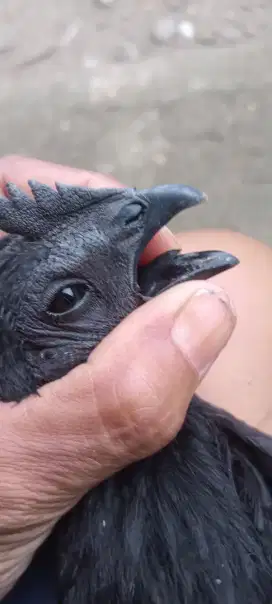 Ayam cemani lidah hitam