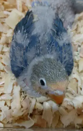 Burung lovebird baby