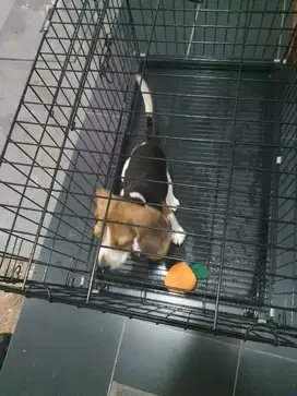 Anak Anjing Beagle Betina