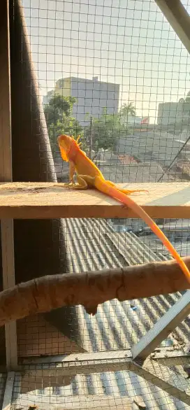 iguana RED ALBINO PEDESSsssnyooo