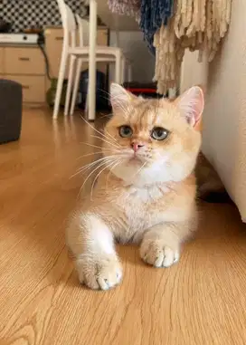 Kucing British Shorthair / BSH / British Short Hair