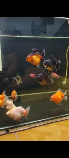 ikan koki oranda short tail