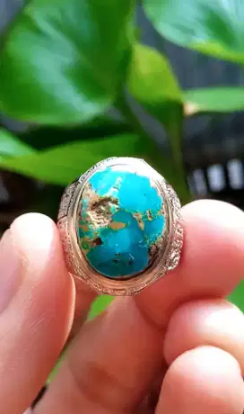 PIRUS PERSIA GRADASI HIJAU URAT MAS