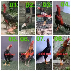Ayam Jago Sortiran
