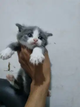 Anakan British Shorthair