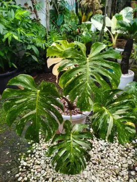 Monstera Thai Varigata 6 Daun - Tanaman Hias