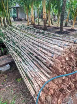 Bambu jepang siap tanam
