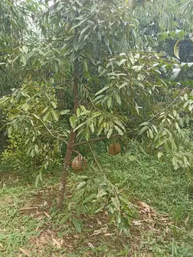 Jual tanah di sumedang 35rb/mtr ada villa, kebun durian dan mata air