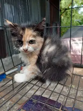 Kucing Calico 2bulan lucu