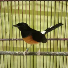 Murai batu medan betina