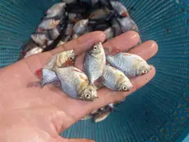 Ikan bawal konsumsi