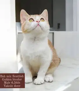 Bsh mix Scottish