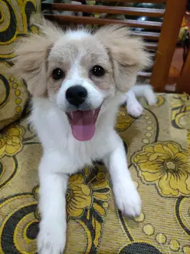 Anjing Pom mix shitzu